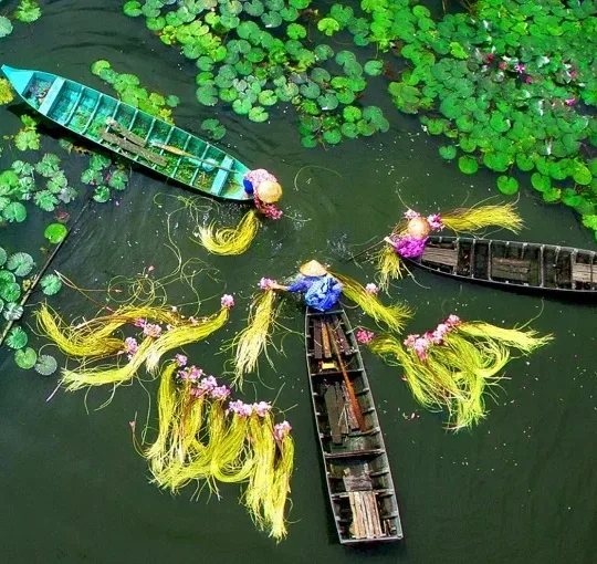 Farmers harvesting lotus flowers and stems from small boats in a Mekong Delta pond