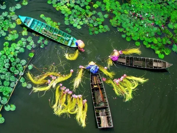 Farmers harvesting lotus flowers and stems from small boats in a Mekong Delta pond