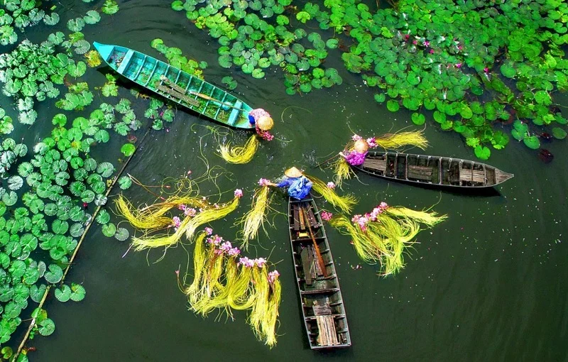 Farmers harvesting lotus flowers and stems from small boats in a Mekong Delta pond