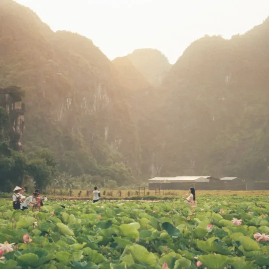 Lotus field among limestone mountains at daybreak in Ninh Binh
