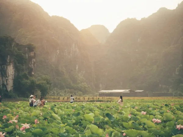 Lotus field among limestone mountains at daybreak in Ninh Binh