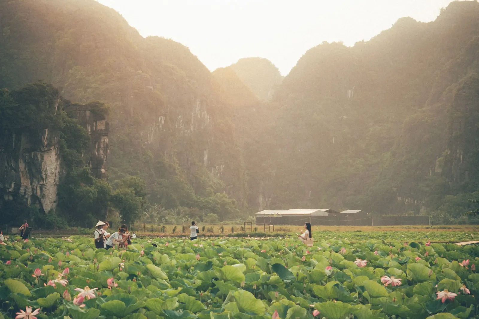 Lotus field among limestone mountains at daybreak in Ninh Binh