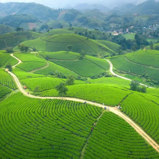 Aerial view of rolling green tea plantation hills with a winding road in Moc Chau