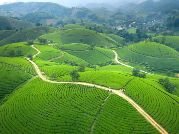 Aerial view of rolling green tea plantation hills with a winding road in Moc Chau