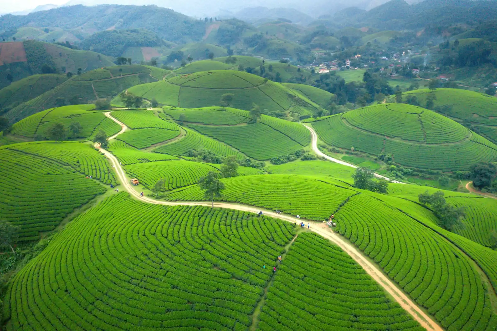 Aerial view of rolling green tea plantation hills with a winding road in Moc Chau