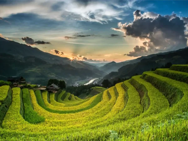 Golden terraced rice fields at sunset in Mu Cang Chai