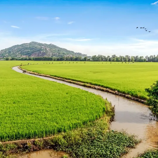 Rice fields and a canal with mountains behind near Chau Doc