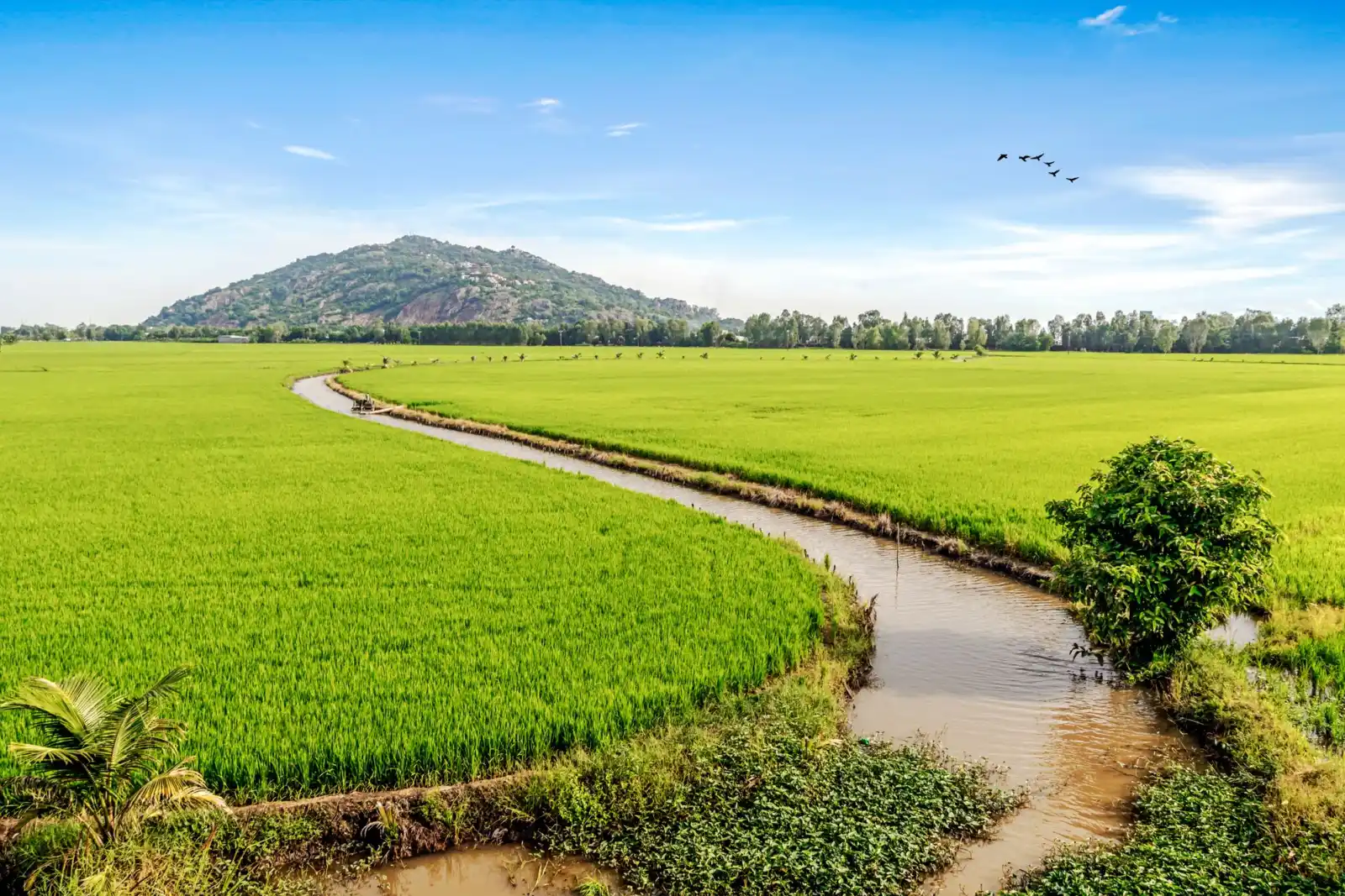 Rice fields and a canal with mountains behind near Chau Doc