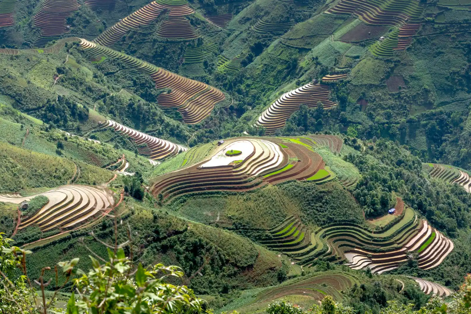 Terraced rice fields on a green mountain slope in Mu Cang Chai