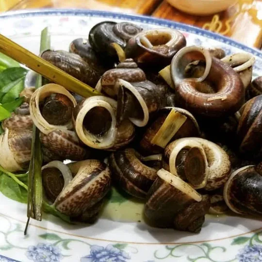 Mountain Snails