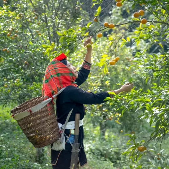 Cai Mon Fruit Gardens