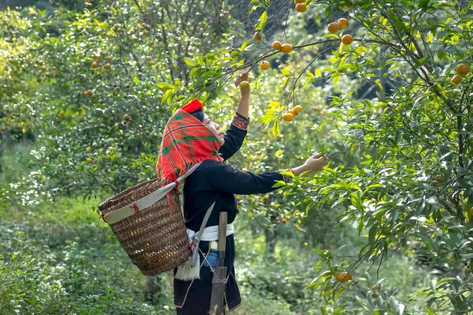 Cai Mon Fruit Gardens, Ben Tre, Vietnam