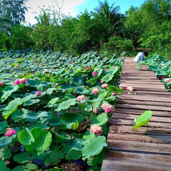 越南槟椥省Vam Ho鸟类保护区内，一条木栈道蜿蜒穿过盛开的荷花池。