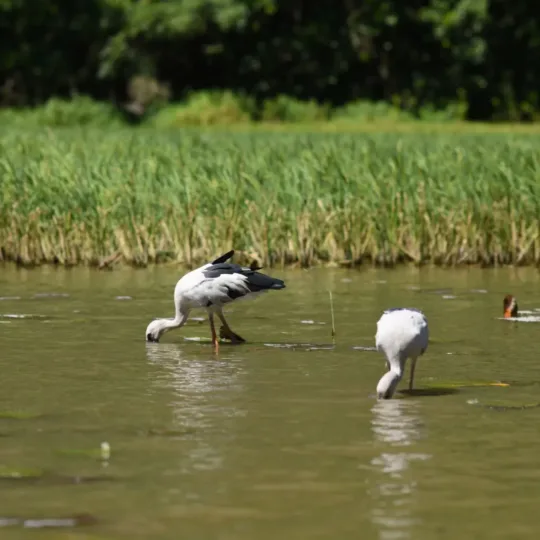 Vam Ho Bird Sanctuary