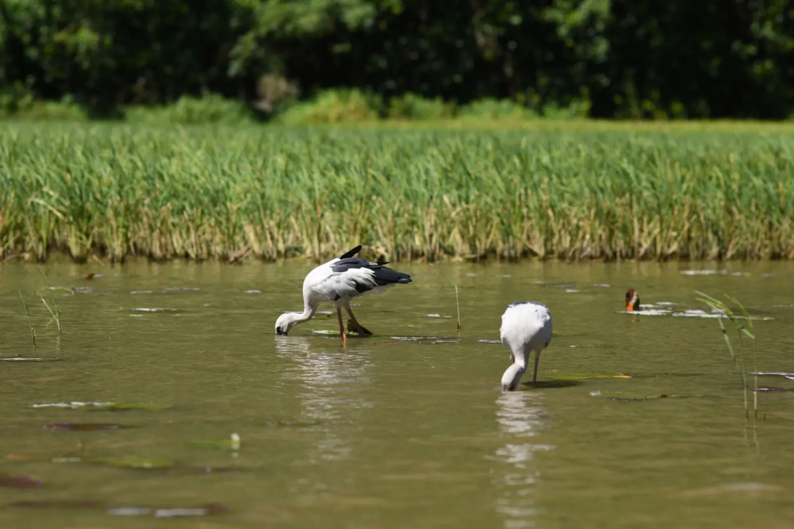 Vam Ho Bird Sanctuary, Ben Tre, Vietnam