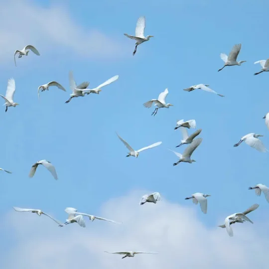 Bac Lieu Bird Sanctuary