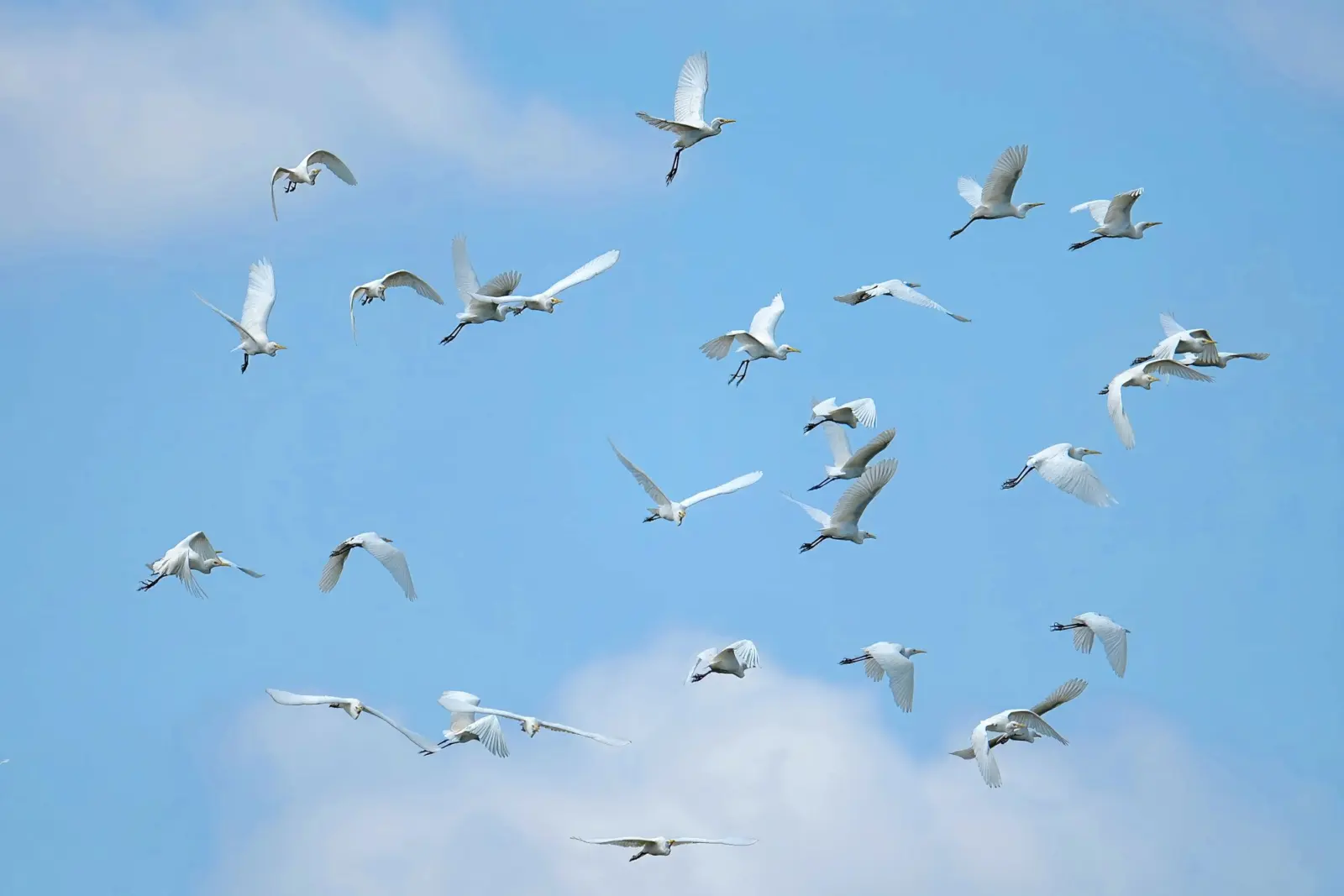 Bac Lieu Bird Sanctuary, Ca Mau, Vietnam