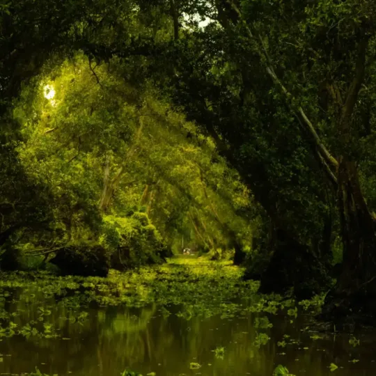 Tra Su Cajuput Forest