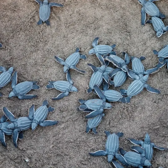 Bay Canh Island and Turtle Nesting