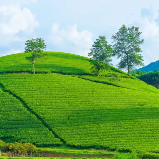 Cau Dat Tea Hill