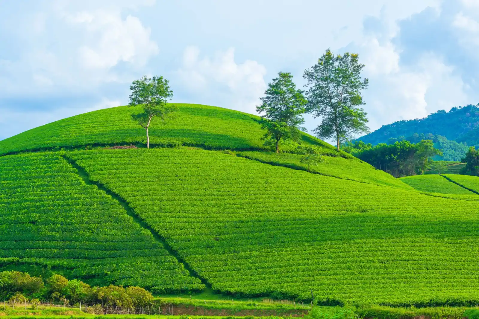 越南大叻，梂坦茶山