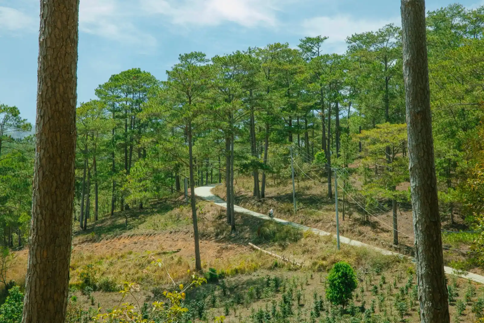 Ban Ang Pine Forest, Moc Chau, Vietnam