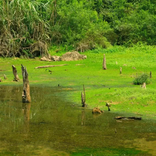 ヴァンロン湿地自然保護区