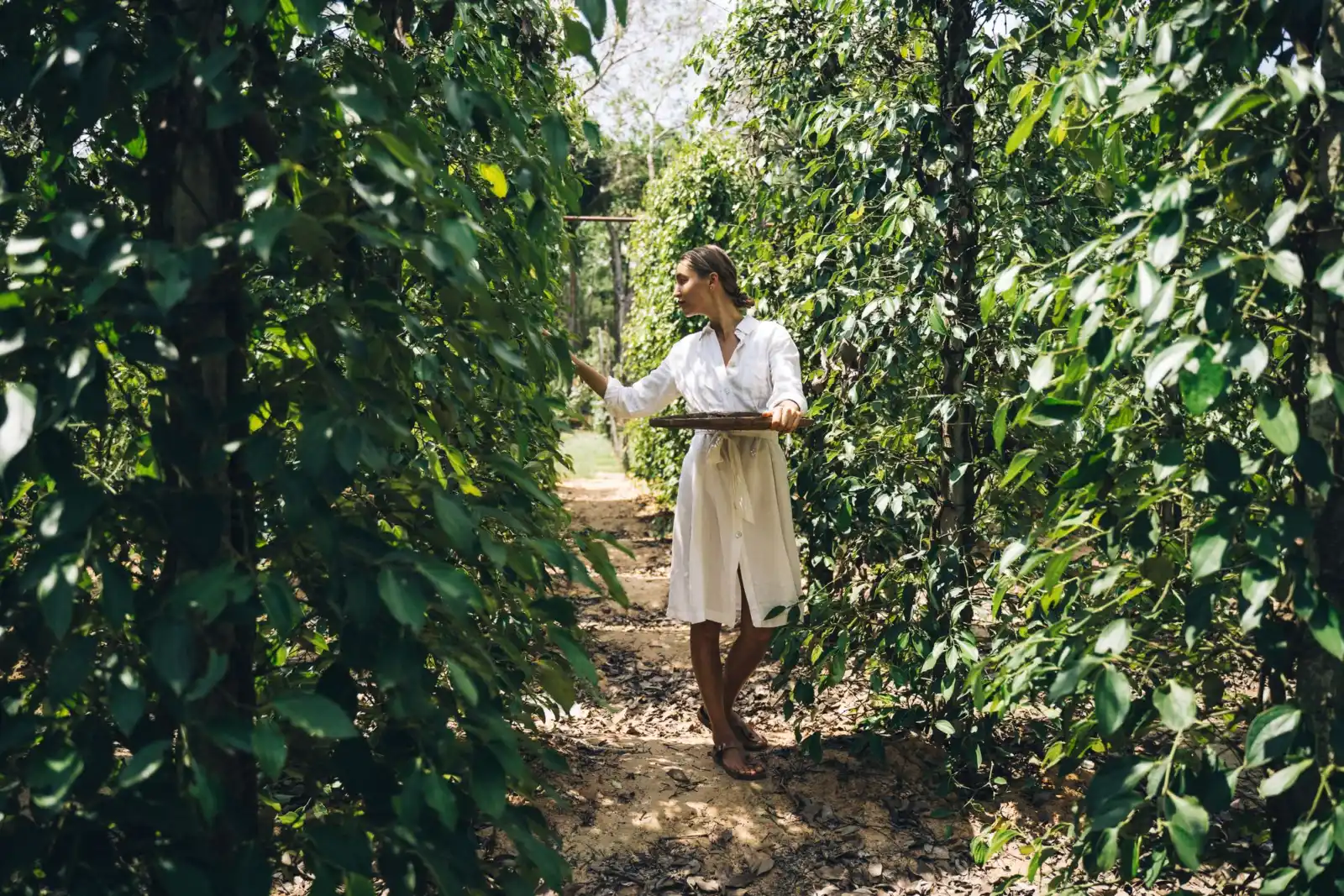 Pepper Farm, Phu Quoc, Vietnam
